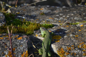 Lézard vert occidentale (Lacerta bilineata)