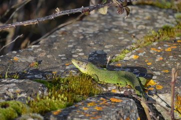 Lézard vert occidentale (Lacerta bilineata)