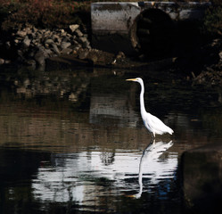 White egret reflected in dark pool of calm water