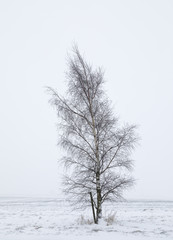 Silver Birch In Snow
