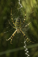 Wasp spider in web