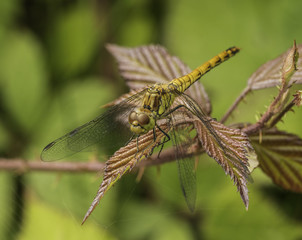 Yellow keeled dragonfly skimmer