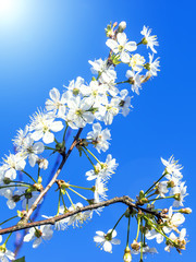 Cherry blossom against blue sky