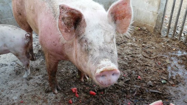 close up portrait of funny beautiful pig