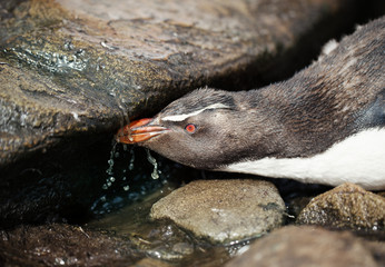 Close up of a Southern rockhopper penguin drinking water
