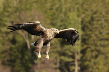 Close-up of a White-tailed sea Eagle in flight