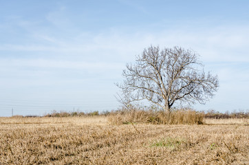 Lonely tree on arable land 
