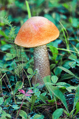 Closeup of a red cap leccinum boreal mushroom