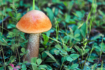 Closeup of a red cap leccinum boreal mushroom