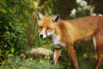 Red fox standing in the garden with flowers