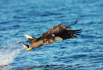 White-tailed sea Eagle with a fish in the claws © giedriius