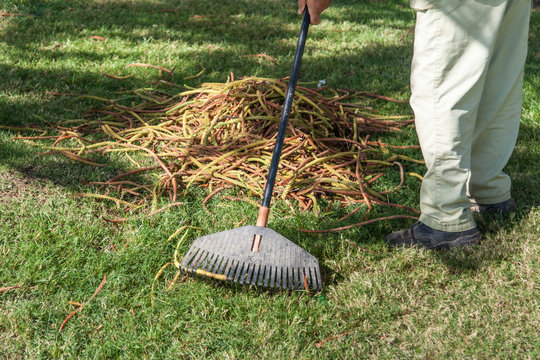 gardener rake dry leaves from a green grass