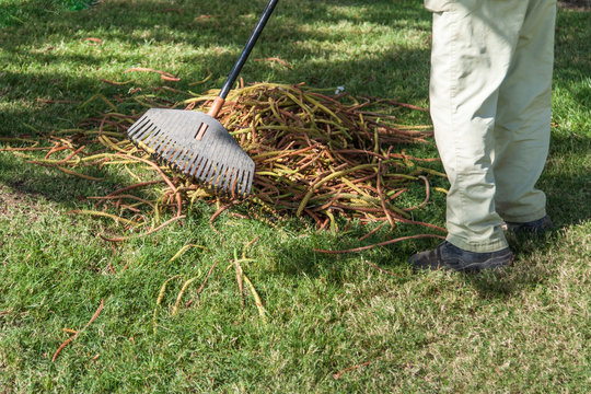gardener rake dry leaves from a green grass
