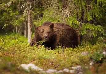 Obraz na płótnie Canvas Close up of European brown bear male in the forest