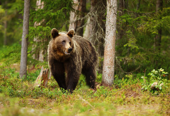 Obraz na płótnie Canvas European brown bear male in boreal forest