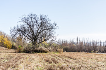 Fototapeta premium Lonely tree on arable land 