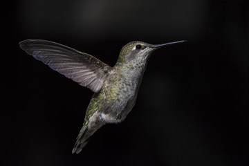 Anna's Hummingbird in Flight