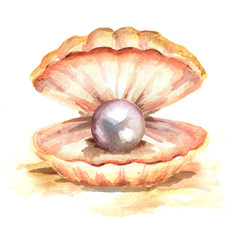 Pearl in the shell. Hand drawn watercolor illustration, isolated on white background
