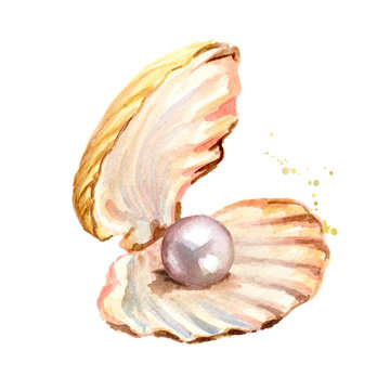 Pearl in the shell. Hand drawn watercolor illustration isolated on white background