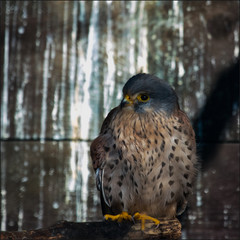 Falke