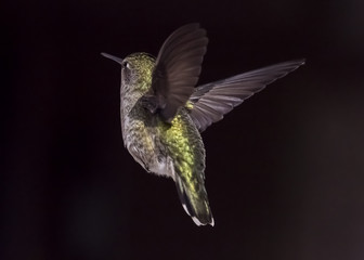 Anna's Hummingbird in Flight