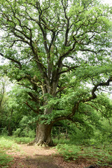 Urwald an der Sababurg