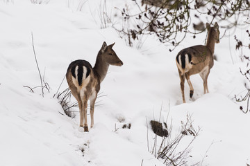 Ritratto di daino sulla neve