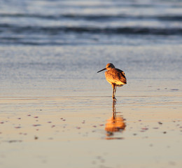 Profile of a sandpiper standing on a shiny reflective beach at sunset