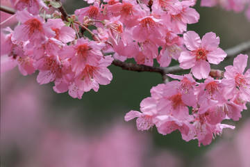 Cherry blossom or Japanese flowering cherry, beautiful  flower.