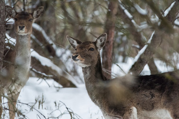 Ritratto di daino sulla neve