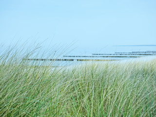 Ostseestrand bei Ahrenshoop mit Dünen mit Strandhafer im Vordergrund