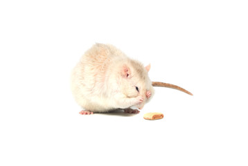 white cranky rat isolated on a white background