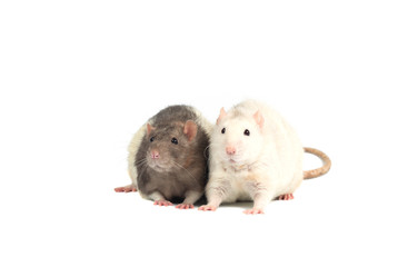 two cute rats isolated on a white background