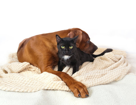 Young Rhodesian ridgeback and black cat with a white chest and green eyes on white rug sliiping on a white background together