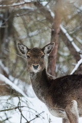 Obraz premium Ritratto di daino sulla neve