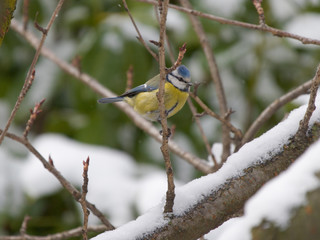 Uccelli