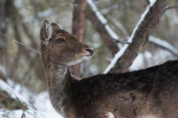 Ritratto di daino sulla neve