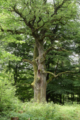 Urwald an der Sababurg