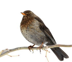 Eurasian Blackbird on branch isolated on white, Turdus merula