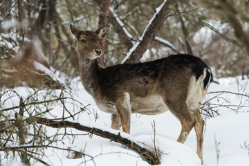 Fototapeta premium Ritratto di daino sulla neve
