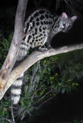 Common genet (Genetta genetta) ,Spain