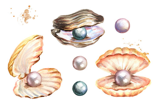 Pearls and shells set Hand drawn watercolor illustration isolated on white background