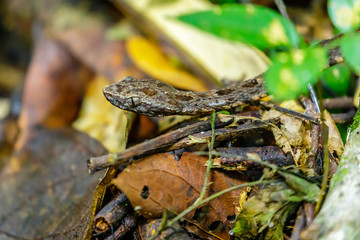 common lancehead  in Surinam