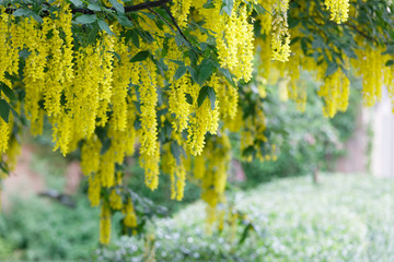Branch of a yellow bean tree or golden chain tree, short depth of focus