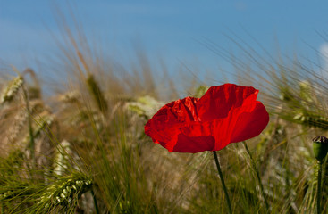 Mohn im Korn 