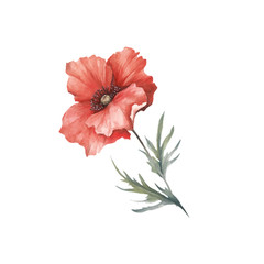 The image of a poppy. Hand draw watercolor illustration. - 194747751