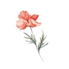 Obraz premium The image of a poppy. Hand draw watercolor illustration.