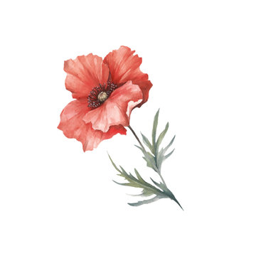 The image of a poppy. Hand draw watercolor illustration.