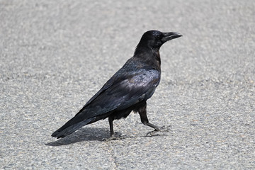 A raven walking along on a road