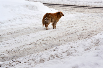 A homeless dog on a snowy road